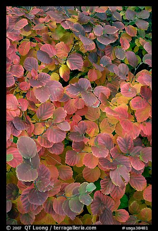 Shrub leaves in fall colors, Centenial Olympic Park. Atlanta, Georgia, USA (color)
