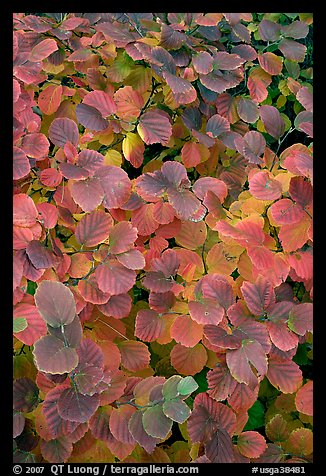 Shrub leaves in fall colors, Centenial Olympic Park. Atlanta, Georgia, USA