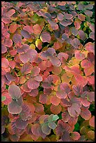 Shrub leaves in fall colors, Centenial Olympic Park. Atlanta, Georgia, USA ( color)