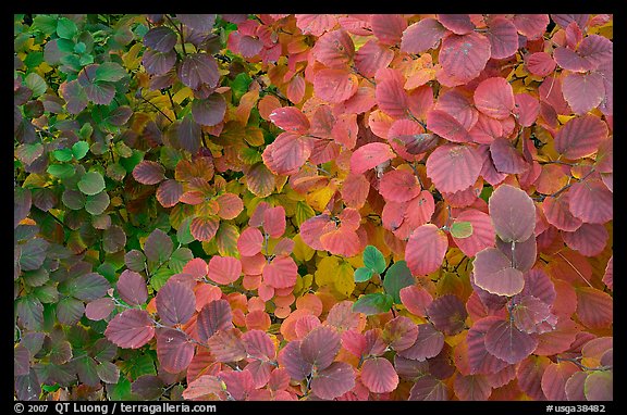 Shrub leaves in autumn colors. Atlanta, Georgia, USA