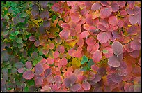 Shrub leaves in autumn colors. Atlanta, Georgia, USA (color)