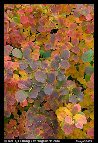 Shrub foliage in autumn colors. Atlanta, Georgia, USA (color)