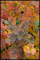 Shrub foliage in autumn colors. Atlanta, Georgia, USA
