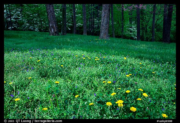 Spring wildflowers, grasses, and trees, Bernheim arboretum. Kentucky, USA (color)