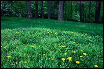 Spring wildflowers, grasses, and trees, Bernheim arboretum. Kentucky, USA