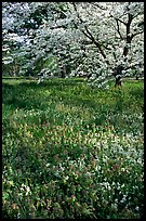Spring wildflowers and tree in bloom, Bernheim arboretum. Kentucky, USA (color)