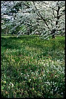 Spring wildflowers and tree in bloom, Bernheim arboretum. Kentucky, USA