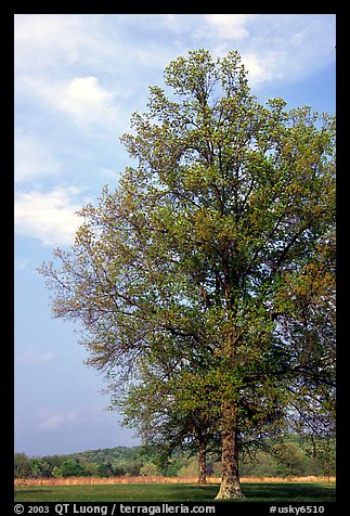 Tree, Bernheim arboretum. Kentucky, USA (color)