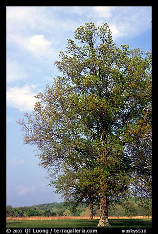 Tree, Bernheim arboretum. Kentucky, USA