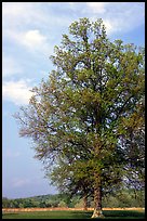 Tree, Bernheim arboretum. Kentucky, USA