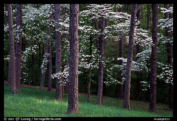 Pines and Dogwood trees in bloom, Bernheim arboretum. Kentucky, USA