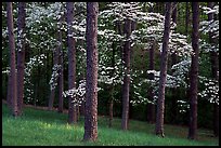 Pines and Dogwood trees in bloom, Bernheim arboretum. Kentucky, USA