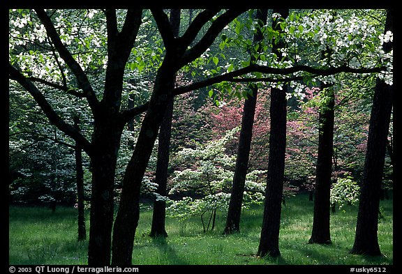 White and pink trees in bloom, Bernheim arboretum. Kentucky, USA (color)