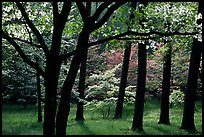 White and pink trees in bloom, Bernheim arboretum. Kentucky, USA ( color)