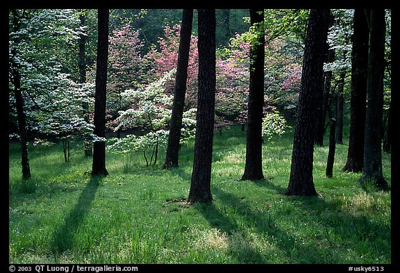 White and pink trees in bloom, Bernheim arboretum. Kentucky, USA (color)