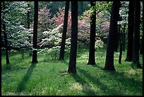 White and pink trees in bloom, Bernheim arboretum. Kentucky, USA ( color)