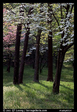 White and pink trees in bloom, Bernheim arboretum. Kentucky, USA (color)