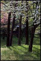 White and pink trees in bloom, Bernheim arboretum. Kentucky, USA