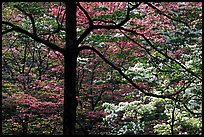 Pink and white trees  in bloom, Bernheim arboretum. Kentucky, USA