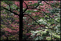 Pink and white trees  in bloom, Bernheim arboretum. Kentucky, USA (color)