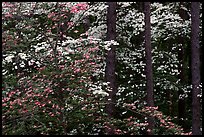 Pink and white trees in bloom, Bernheim arboretum. Kentucky, USA