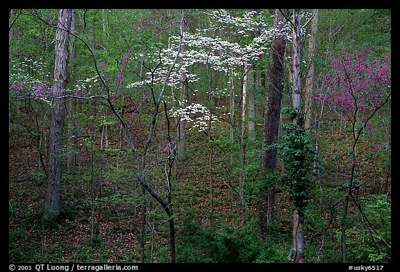 Redbud and Dogwood, Bernheim forest. Kentucky, USA