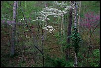 Redbud and Dogwood, Bernheim forest. Kentucky, USA ( color)