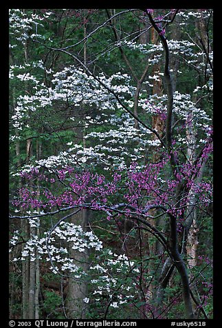 Redbud and Dogwood, Bernheim forest. Kentucky, USA (color)