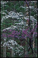 Redbud and Dogwood, Bernheim forest. Kentucky, USA