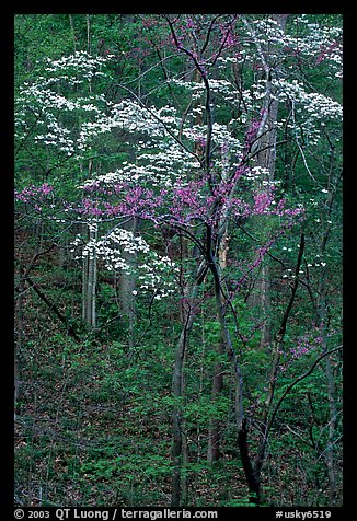 Redbud and Dogwood, Bernheim forest. Kentucky, USA (color)