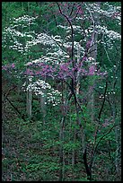 Redbud and Dogwood, Bernheim forest. Kentucky, USA ( color)