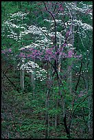 Redbud and Dogwood, Bernheim forest. Kentucky, USA (color)