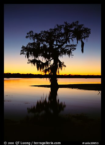 Bald cypress silhouetted at sunset, Lake Martin. Louisiana, USA (color)