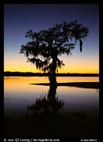 Bald cypress silhouetted at sunset, Lake Martin. USA (color)