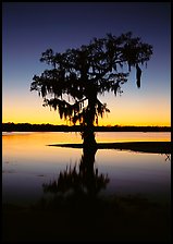 Bald cypress silhouetted at sunset, Lake Martin. USA ( color)