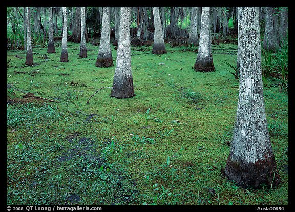 Cypress growing in vegetation-covered swamp, Jean Lafitte Historical Park and Preserve, New Orleans. New Orleans, Louisiana, USA