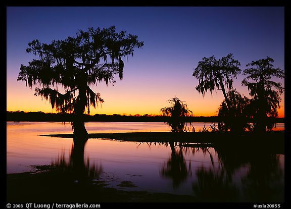 Bald Cypress at sunset on Lake Martin. USA (color)