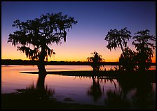 Bald Cypress at sunset on Lake Martin. Louisiana, USA