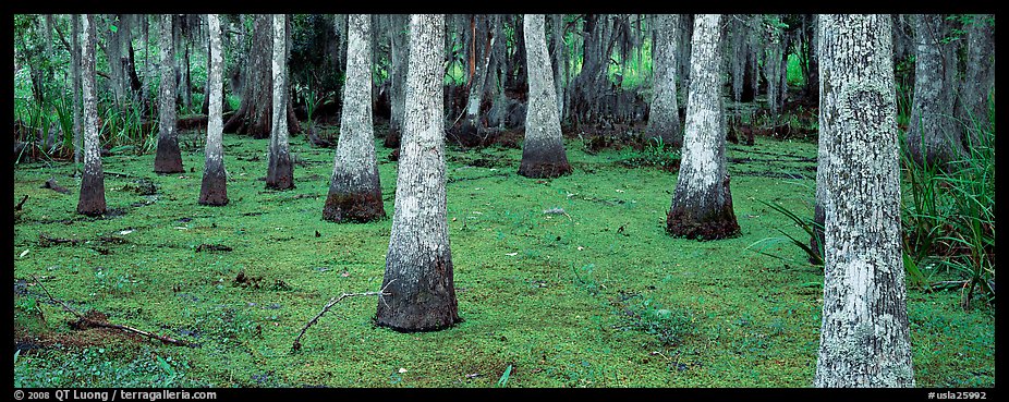 Swamp landscape with bald cypress. New Orleans, Louisiana, USA