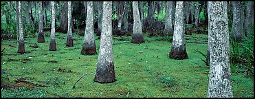 Swamp landscape with bald cypress. New Orleans, Louisiana, USA (Panoramic color)
