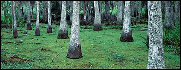 Swamp landscape with bald cypress. New Orleans, Louisiana, USA