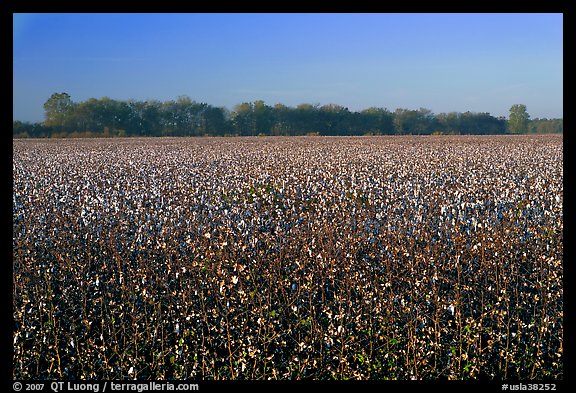 Cotton field. Louisiana, USA (color)