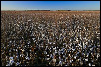 Field of cotton. Louisiana, USA