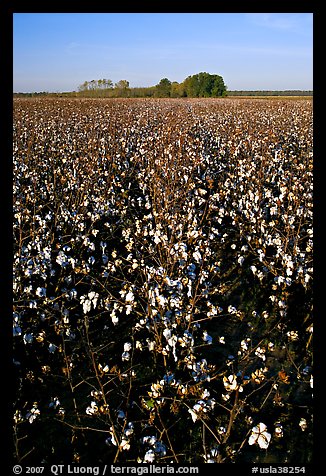 Cotton nearly ready for harvest. Louisiana, USA (color)