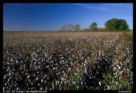 Rows of cotton plants. Louisiana, USA