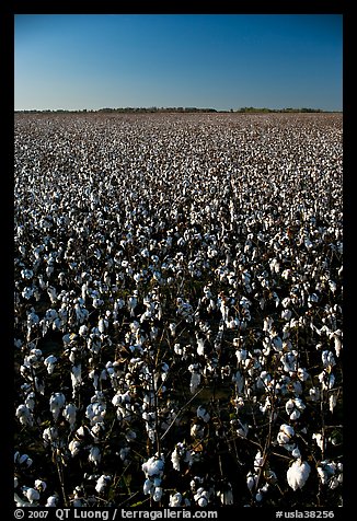 Cotton plants in field. Louisiana, USA (color)
