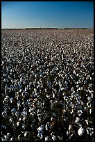 Cotton plants in field. Louisiana, USA ( color)