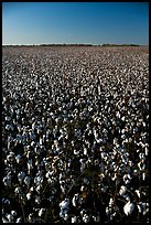 Cotton plants in field. Louisiana, USA (color)