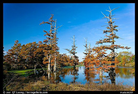 Pond and bald cypress in fall color. Louisiana, USA (color)