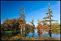 Pond and bald cypress in fall color. Louisiana, USA
